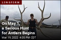 On May 1, a Serious Hunt for Antlers Begins