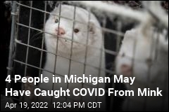 4 People in Michigan May Have Caught COVID From Mink