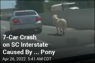 Pony Blamed for 7-Car Crash on Interstate
