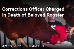 Cops: Corrections Officer Killed Town&#39;s Beloved Rooster