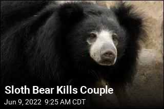 Sloth Bear Kills Couple
