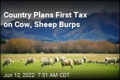New Zealand Plans Tax on Cow, Sheep Burps