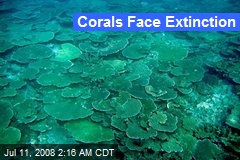 Corals Face Extinction