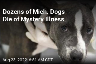 Dozens of Dogs Dying of Mystery Illness in Michigan