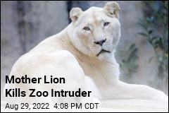 Mother Lion Kills Zoo Intruder