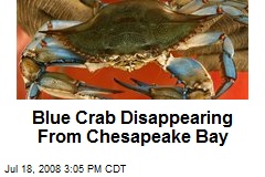 Blue Crab Disappearing From Chesapeake Bay