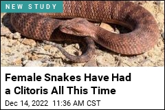 Female Snakes Have Had a Clitoris All This Time