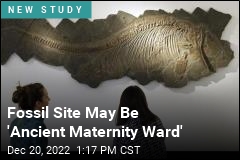 Ancient Marine Graveyard May Have Been Maternity Ward