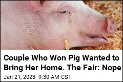 Couple Who Won Pig Wanted to Bring Her Home. The Fair: Nope