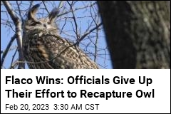 Flaco Wins: Officials Give Up Their Effort to Recapture Owl