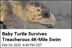 Baby Turtle That Drifted 4K Miles an &#39;Absolute Miracle&#39;