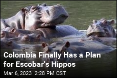Some of Escobar&#39;s Hippos Now Have Travel Plans