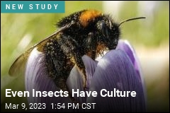 Even Insects Have Culture