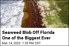 Scientists Tracking Huge Seaweed Blob Off Florida