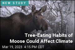 Tree-Eating Habits of Moose Could Affect Climate