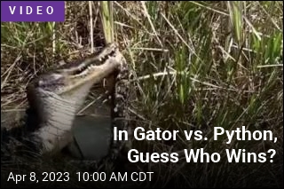 Feel Like Watching a Gator Body-Slam a Python? Voila!