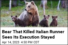 Bear That Killed Italian Runner Sees Its Execution Stayed