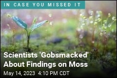 Lowly Moss Is Far More Important Than You Think