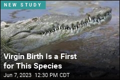 Croc&#39;s Virgin Birth Suggests Dinos Were Also Capable