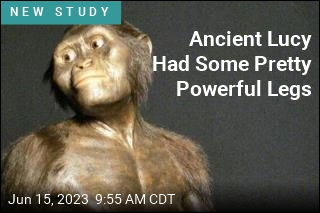 Ancient Lucy Could&#39;ve Walked Much Like Us