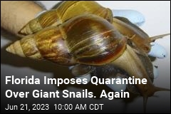 Florida Imposes Quarantine Over Giant Snails. Again