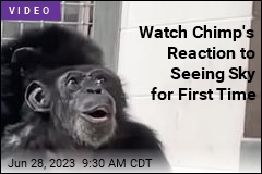 Watch Chimp&#39;s Reaction to Seeing Sky for First Time