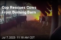 Cop Rescues Cows From Burning Barn