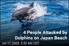 4 People Attacked by Dolphins on Japan Beach