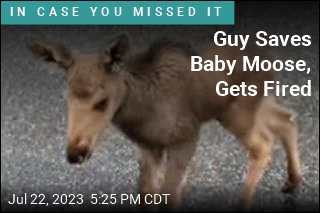 Guy Saves Baby Moose, Gets Fired