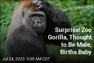 Surprise! Zoo Gorilla, Thought to Be Male, Gives Birth