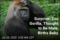 Surprise! Zoo Gorilla, Thought to Be Male, Gives Birth
