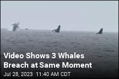 Man Captures Wild Sight: 3 Whales Breaching in Unison