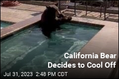 California Bear Decides to Cool Off