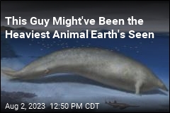 Move Over, Blue Whale: This Animal May Have You Beat