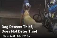 Dog Detects Burglar, Accepts Belly Rub