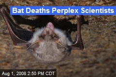 Bat Deaths Perplex Scientists