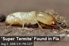 'Super Termite' Found in Fla.