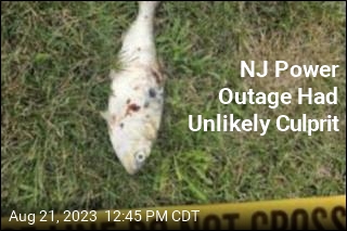NJ Power Outage Had Unlikely Culprit