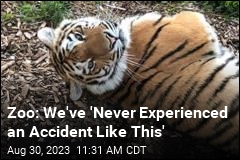 Zoo&#39;s Rare Tiger Slips and Dies