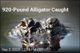 Hunters Land Gigantic Alligator