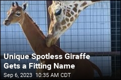 Unique Spotless Giraffe Gets a Fitting Name