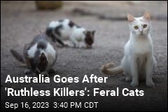 All Cats Could Get a Curfew in Australia