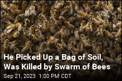 Swarm of Bees Kills Kentucky Man on Porch