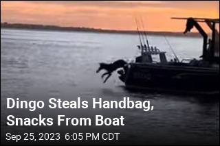 Dingo Steals Handbag, Snacks From Boat