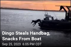 Dingo Steals Handbag, Snacks From Boat