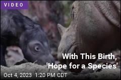 Behind This Endangered Rhino, Reason to Celebrate