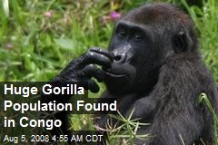 Huge Gorilla Population Found in Congo