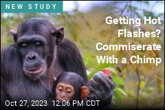 Getting Hot Flashes? Commiserate With a Chimp