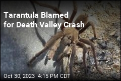 Tarantula Blamed for Death Valley Crash