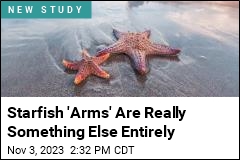 Starfish &#39;Arms&#39; Are Really Something Else Entirely